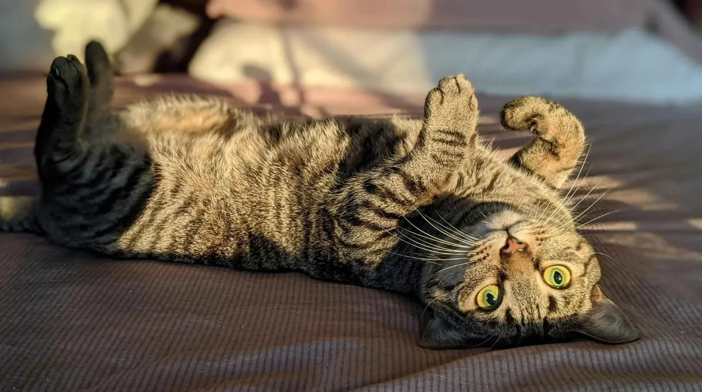 Gato descansando al sol