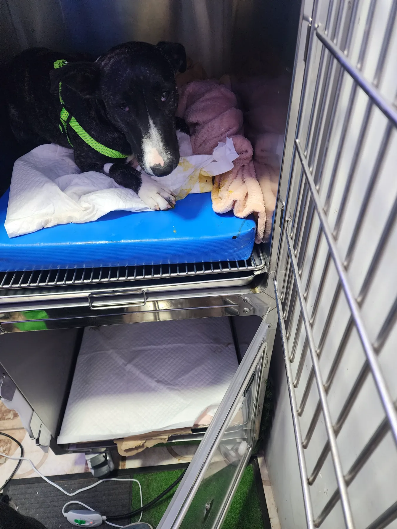 Paciente canino en hospitalización, acompañado en su recuperación