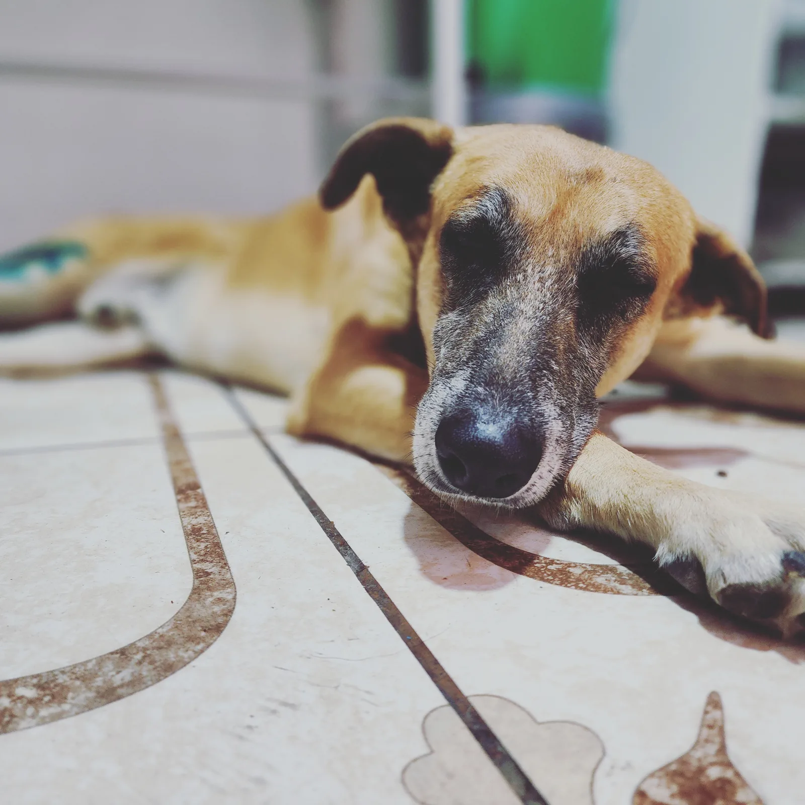 Paciente canino de Renacer Pets
