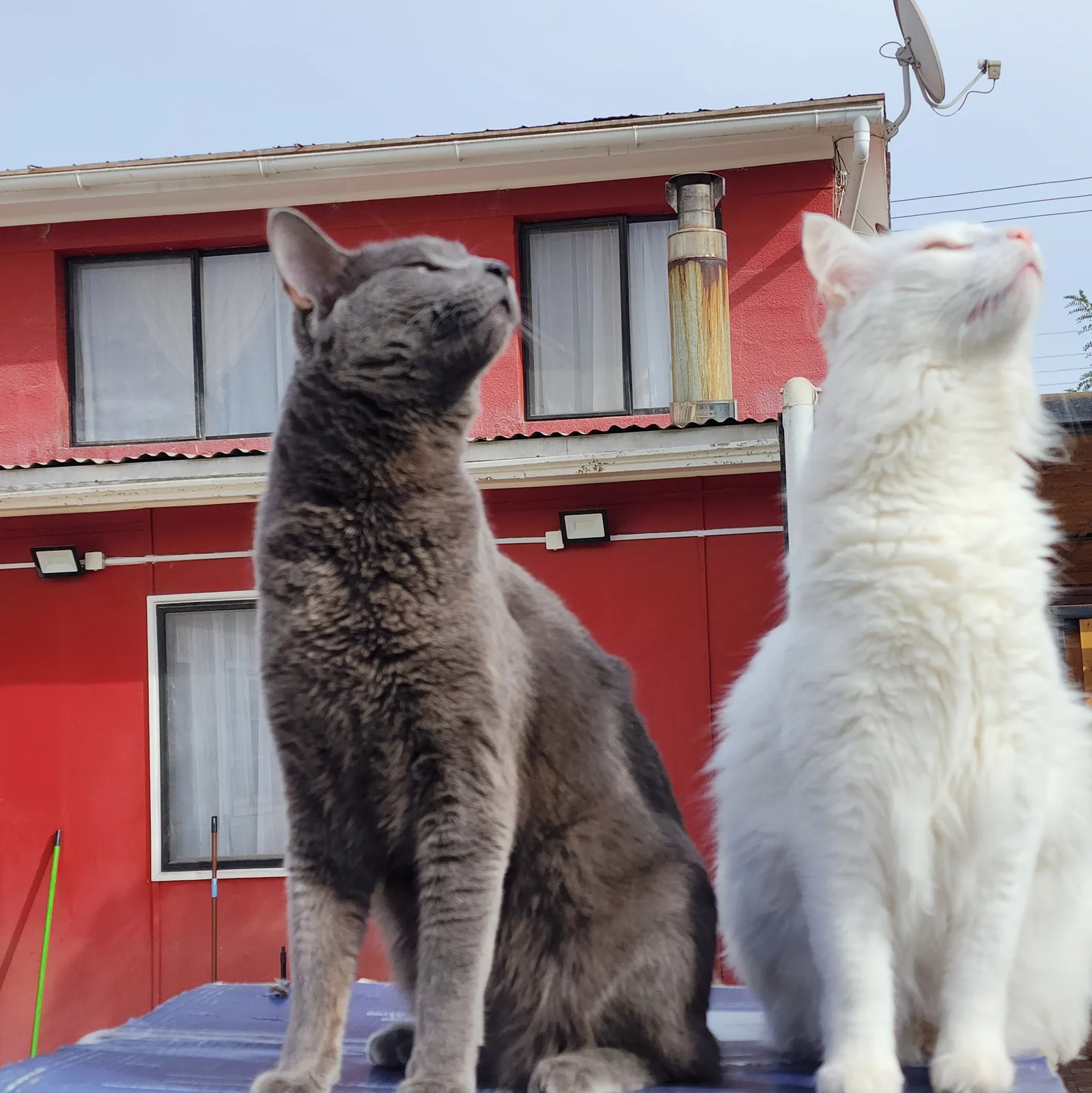 Dos pacientes felinos de Renacer Pets