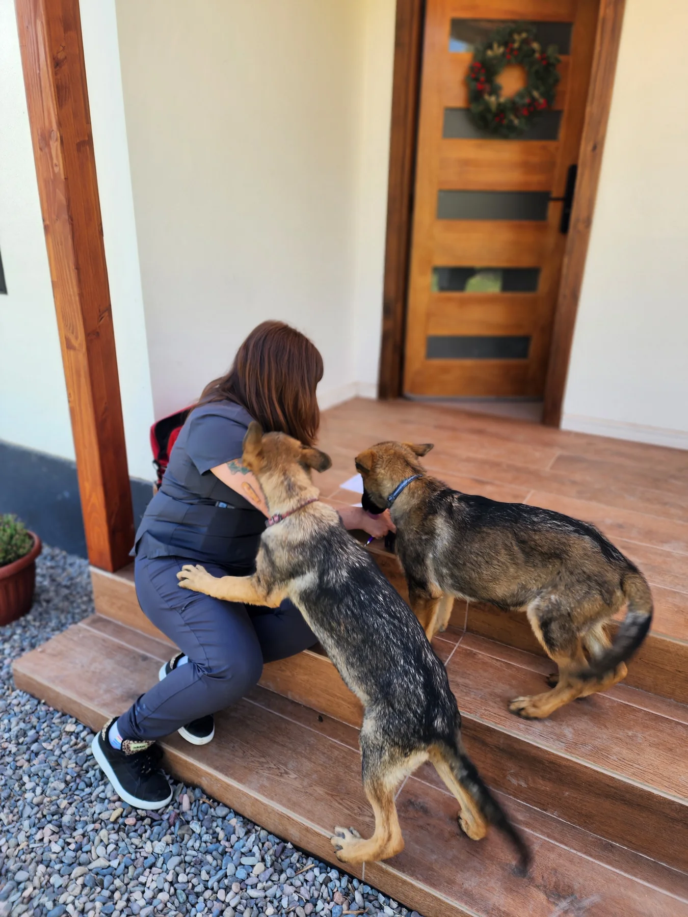 Atención domiciliaria a dos perros